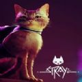 stray免安装版v1.0